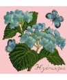 Elizabeth Bradley, Botanical Garden, HYDRANGEA - 16x16 pollici Elizabeth Bradley - 2