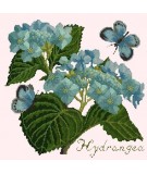 Elizabeth Bradley, Botanical Garden, HYDRANGEA - 16x16 pollici Elizabeth Bradley - 12