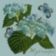 Elizabeth Bradley, Botanical Garden, HYDRANGEA - 16x16 pollici Elizabeth Bradley - 14