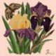 Elizabeth Bradley, Botanical Garden, IRIS - 16x16 pollici Elizabeth Bradley - 3