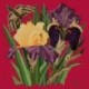 Elizabeth Bradley, Botanical Garden, IRIS - 16x16 pollici Elizabeth Bradley - 4