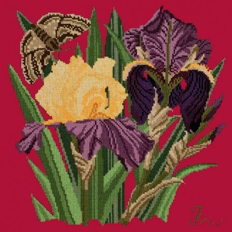 Elizabeth Bradley, Botanical Garden, IRIS - 16x16 pollici Elizabeth Bradley - 4