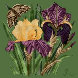 Elizabeth Bradley, Botanical Garden, IRIS - 16x16 pollici Elizabeth Bradley - 6