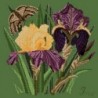Elizabeth Bradley, Botanical Garden, IRIS - 16x16 pollici Elizabeth Bradley - 6