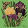 Elizabeth Bradley, Botanical Garden, IRIS - 16x16 pollici Elizabeth Bradley - 7
