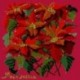 Elizabeth Bradley, Botanical Garden, POINSETTIA - 16x16 pollici Elizabeth Bradley - 4