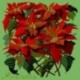 Elizabeth Bradley, Botanical Garden, POINSETTIA - 16x16 pollici Elizabeth Bradley - 7