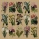 Elizabeth Bradley, Botanical Garden, PRIMAVERA - 16x16 pollici Elizabeth Bradley - 17