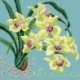 Elizabeth Bradley, Exotics, CYMBIDIUM ORCHID - 16x16 pollici Elizabeth Bradley - 15