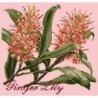 Elizabeth Bradley, Exotics, GINGER LILY - 16x16 pollici Elizabeth Bradley - 2