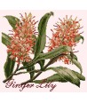 Elizabeth Bradley, Exotics, GINGER LILY - 16x16 pollici Elizabeth Bradley - 12