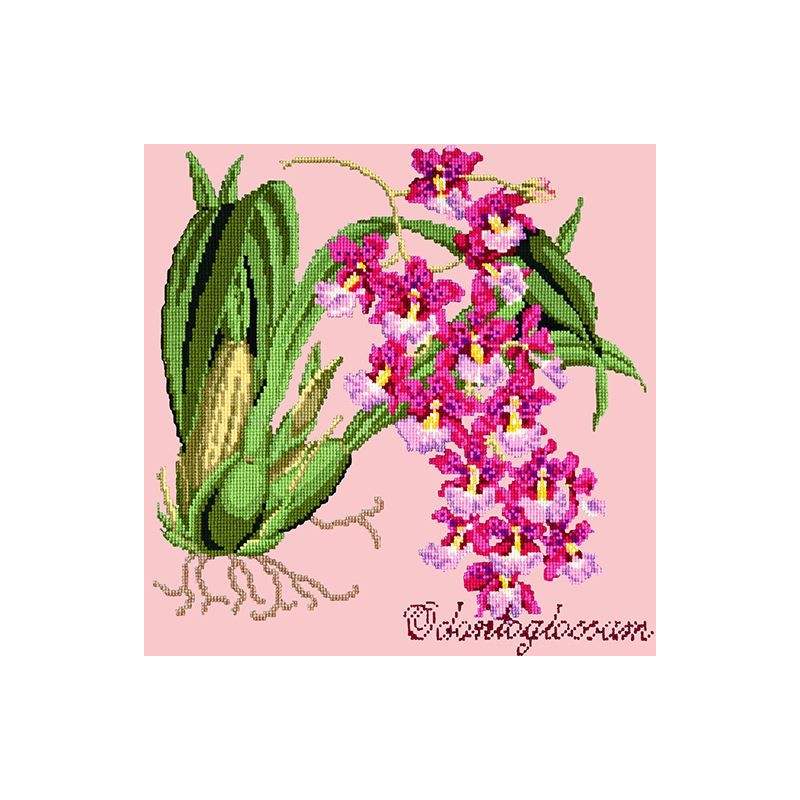 Elizabeth Bradley, Exotics, ODONTOGLOSSUM - 16x16 pollici Elizabeth Bradley - 2