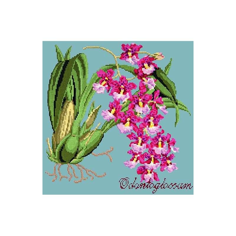 Elizabeth Bradley, Exotics, ODONTOGLOSSUM - 16x16 pollici Elizabeth Bradley - 15