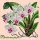 Elizabeth Bradley, Exotics, PHALAENOPSIS ORCHID - 16x16 pollici Elizabeth Bradley - 3