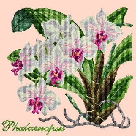 Elizabeth Bradley, Exotics, PHALAENOPSIS ORCHID - 16x16 pollici Elizabeth Bradley - 3