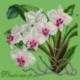 Elizabeth Bradley, Exotics, PHALAENOPSIS ORCHID - 16x16 pollici Elizabeth Bradley - 7