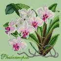 Elizabeth Bradley, Exotics, PHALAENOPSIS ORCHID - 16x16 pollici Elizabeth Bradley - 9