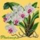 Elizabeth Bradley, Exotics, PHALAENOPSIS ORCHID - 16x16 pollici Elizabeth Bradley - 11