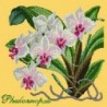 Elizabeth Bradley, Exotics, PHALAENOPSIS ORCHID - 16x16 pollici Elizabeth Bradley - 11
