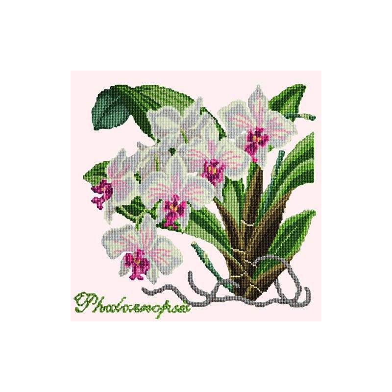 Elizabeth Bradley, Exotics, PHALAENOPSIS ORCHID - 16x16 pollici Elizabeth Bradley - 12