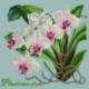 Elizabeth Bradley, Exotics, PHALAENOPSIS ORCHID - 16x16 pollici Elizabeth Bradley - 14