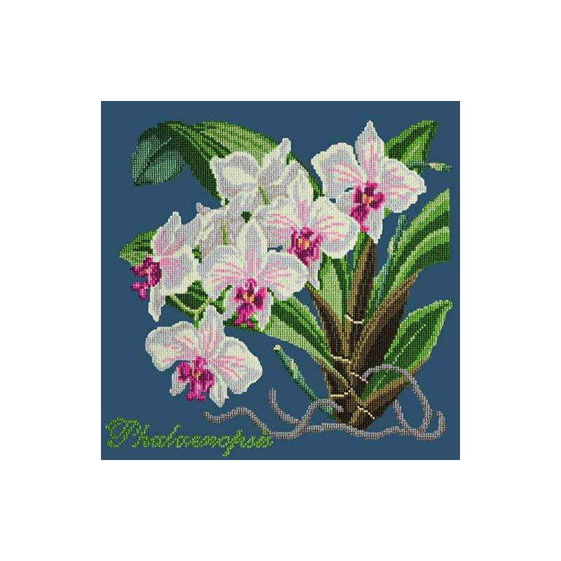 Elizabeth Bradley, Exotics, PHALAENOPSIS ORCHID - 16x16 pollici Elizabeth Bradley - 16