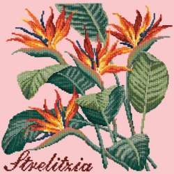 Elizabeth Bradley, Exotics, STRELITZIA - 16x16 pollici Elizabeth Bradley - 2