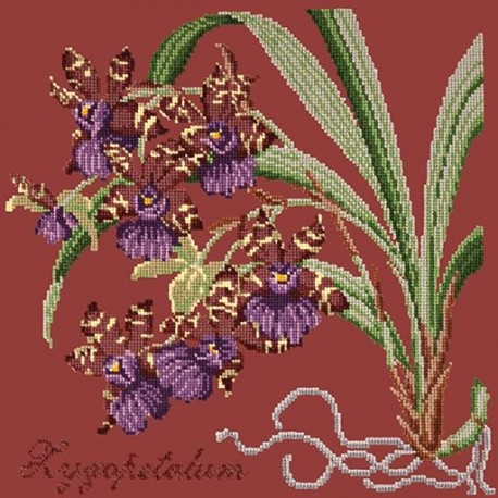 Elizabeth Bradley, Exotics, ZYGOPETALUM - 16x16 pollici Elizabeth Bradley - 5