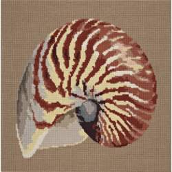 Elizabeth Bradley, Shells, NAUTILUS - 16x16 pollici Elizabeth Bradley - 2