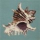 Elizabeth Bradley, Shells, SPIKY CONCH - 16x16 pollici Elizabeth Bradley - 2