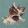 Elizabeth Bradley, Shells, SPIKY CONCH - 16x16 pollici Elizabeth Bradley - 2 Elizabeth Bradley, Shells, SPIKY CONCH - 16x16 pollici Elizabeth Bradley - 2