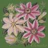 Elizabeth Bradley, Climbing Flower, CLEMATIS - 16x16 pollici Elizabeth Bradley - 6