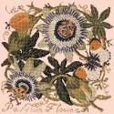 Elizabeth Bradley, Climbing Flower, PASSION FLOWER - 16x16 pollici Elizabeth Bradley - 3