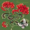 Elizabeth Bradley, Cottage Garden, GERANIUM - 16x16 pollici Elizabeth Bradley - 6