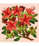 Elizabeth Bradley, Evergreens, AZALEA - 16x16 pollici Elizabeth Bradley - 3
