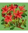 Elizabeth Bradley, Evergreens, AZALEA - 16x16 pollici Elizabeth Bradley - 7