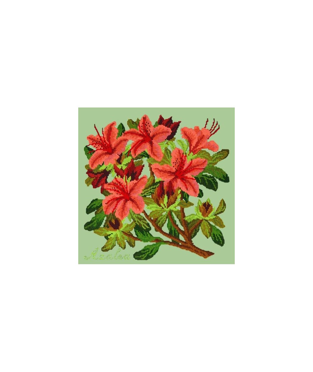 Elizabeth Bradley, Evergreens, AZALEA - 16x16 pollici Elizabeth Bradley - 9