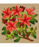 Elizabeth Bradley, Evergreens, AZALEA - 16x16 pollici Elizabeth Bradley - 17