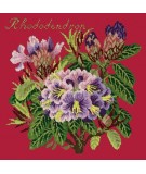 Elizabeth Bradley, Evergreens, RHODODENDRON - 16x16 pollici Elizabeth Bradley - 4
