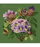 Elizabeth Bradley, Evergreens, RHODODENDRON - 16x16 pollici Elizabeth Bradley - 6