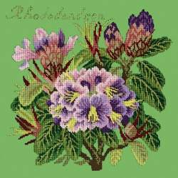 Elizabeth Bradley, Evergreens, RHODODENDRON - 16x16 pollici Elizabeth Bradley - 7