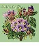 Elizabeth Bradley, Evergreens, RHODODENDRON - 16x16 pollici Elizabeth Bradley - 9