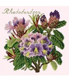 Elizabeth Bradley, Evergreens, RHODODENDRON - 16x16 pollici Elizabeth Bradley - 12