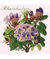 Elizabeth Bradley, Evergreens, RHODODENDRON - 16x16 pollici Elizabeth Bradley - 12
