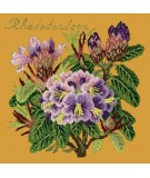 Elizabeth Bradley, Evergreens, RHODODENDRON - 16x16 pollici Elizabeth Bradley - 13