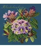 Elizabeth Bradley, Evergreens, RHODODENDRON - 16x16 pollici Elizabeth Bradley - 16