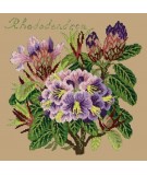 Elizabeth Bradley, Evergreens, RHODODENDRON - 16x16 pollici Elizabeth Bradley - 17