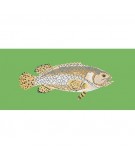 Elizabeth Bradley, The Fishes, BRINDLED GROUPER - 28x11 pollici Elizabeth Bradley - 7