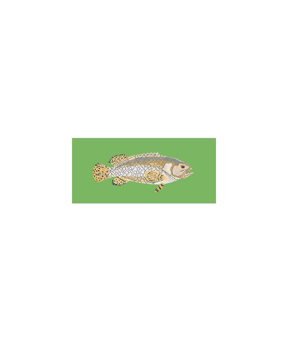 Elizabeth Bradley, The Fishes, BRINDLED GROUPER - 28x11 pollici Elizabeth Bradley - 7