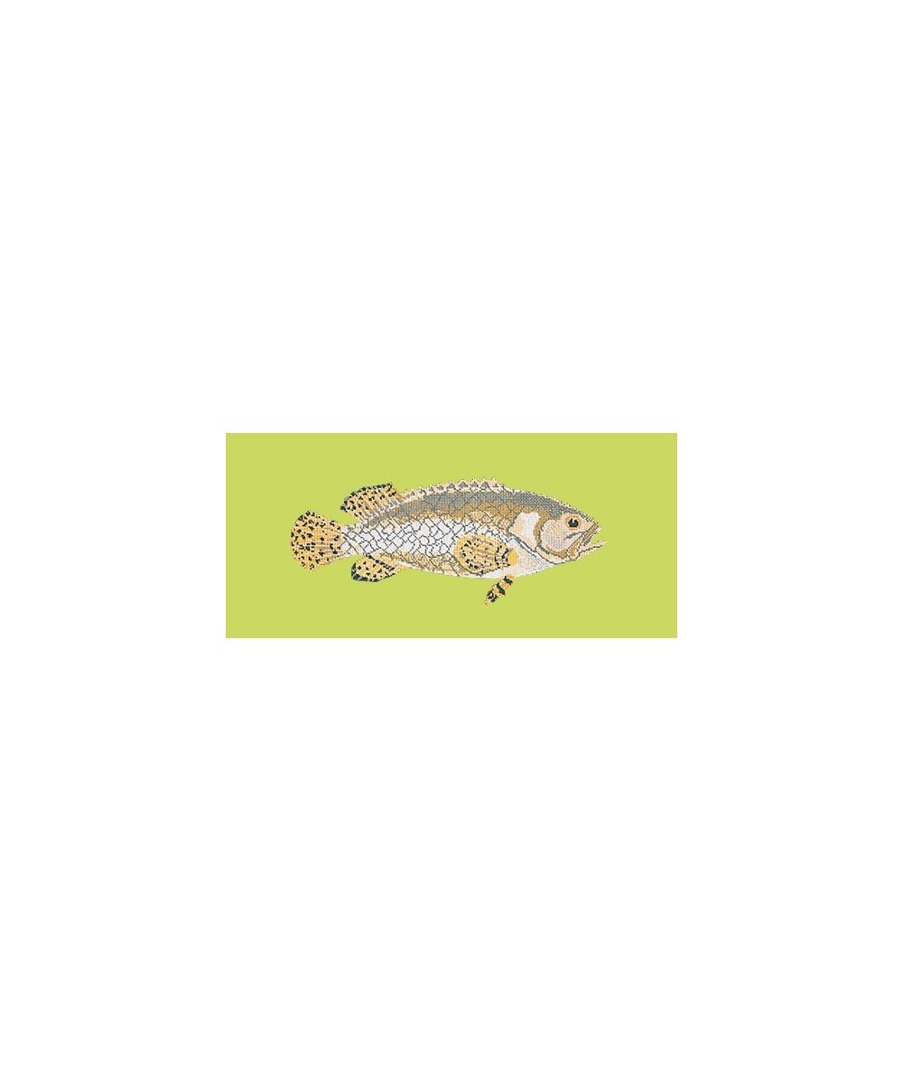 Elizabeth Bradley, The Fishes, BRINDLED GROUPER - 28x11 pollici Elizabeth Bradley - 8